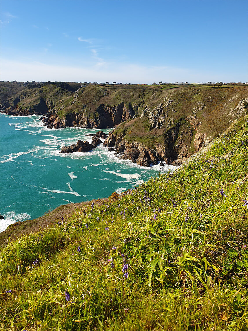 Guernseys wilde KĂĽste